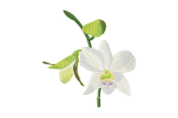 Reviewing Tropical Flower White Orchid for Gifts